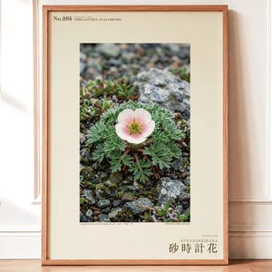 Fictional Fog Hourglass Plant Print – Nebulanthus Atacamenis, Dark Academia Decor (Digital Download) image 1