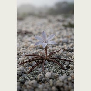 Frozen Flower Print – Vanished Bloom Specimen Photograph (Digital Download) image 2