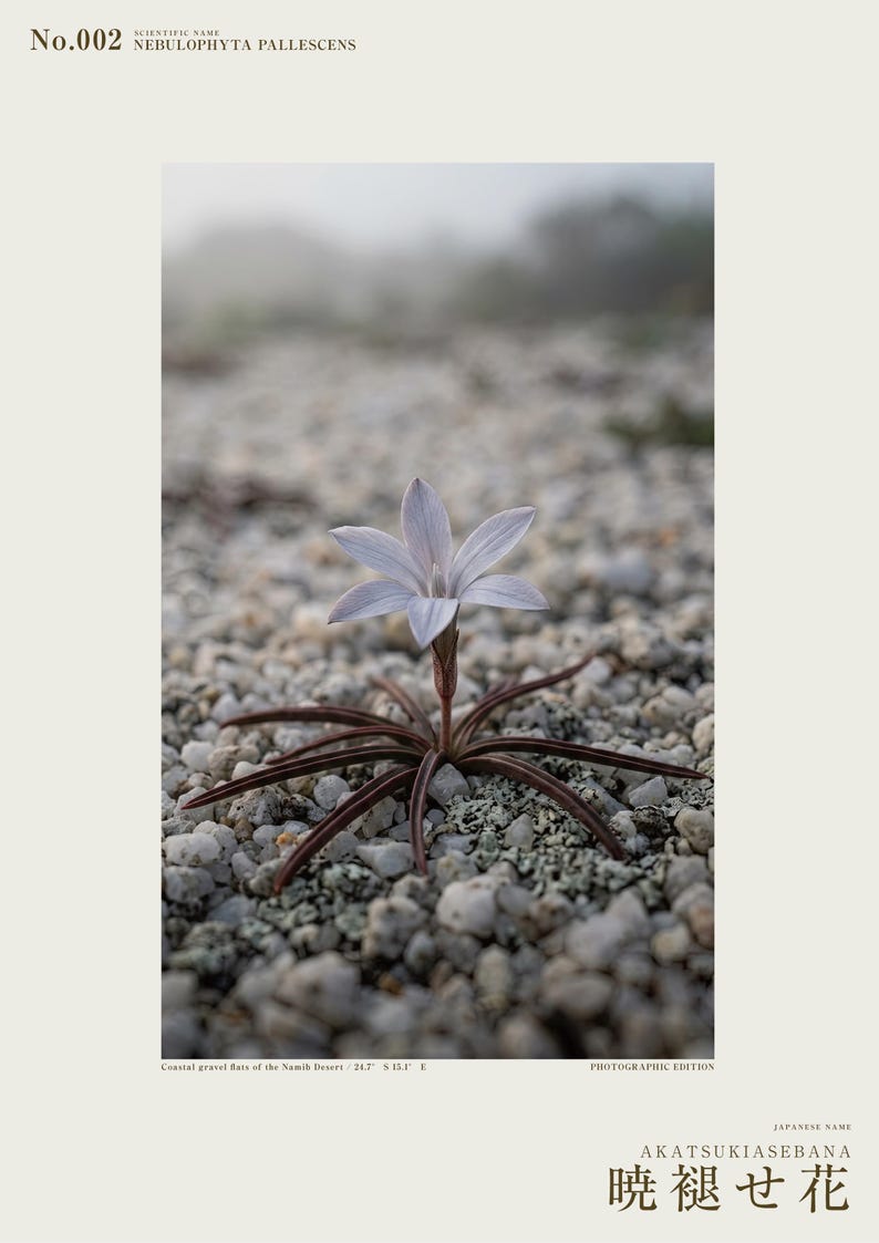 Frozen Flower Print – Vanished Bloom Specimen Photograph (Digital Download) image 2