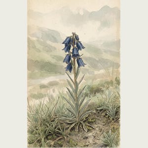 Afterstorm Bloom Print – Tonitrophila Montana, Tibetan Plateau Flower, Naturalist Wall Art (Digital Download) image 2