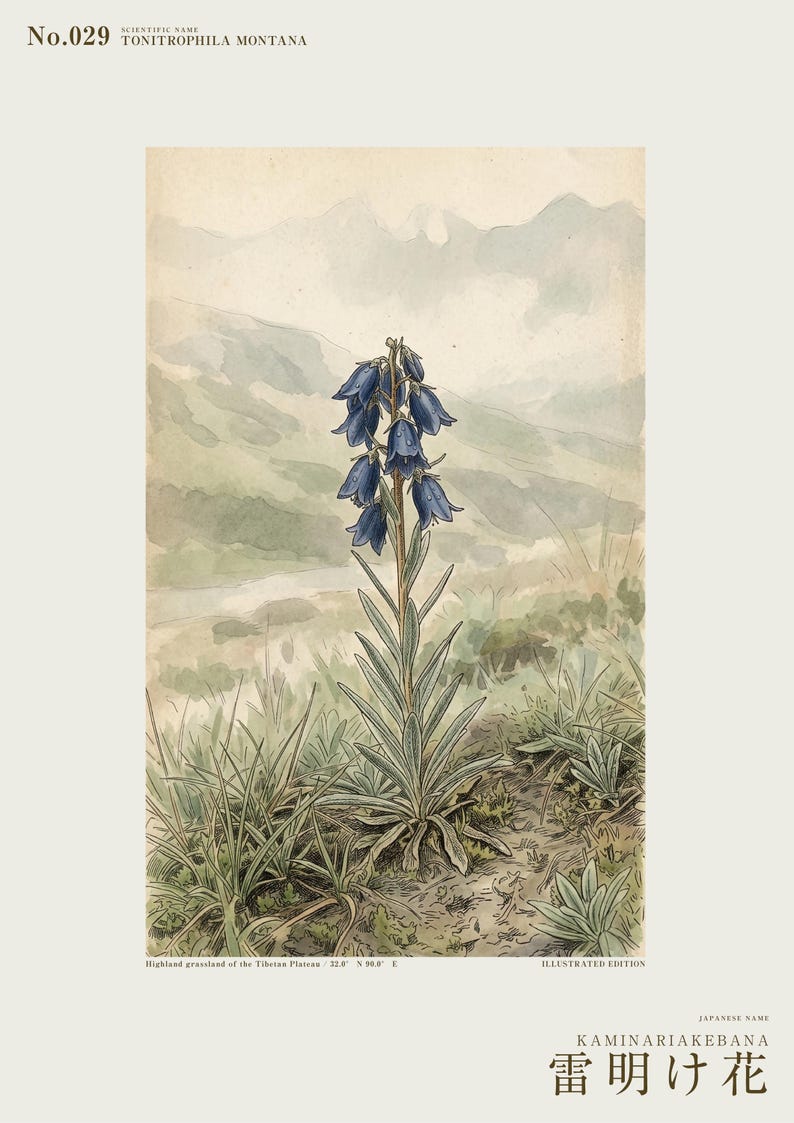 Afterstorm Bloom Print – Tonitrophila Montana, Tibetan Plateau Flower, Naturalist Wall Art (Digital Download) image 2