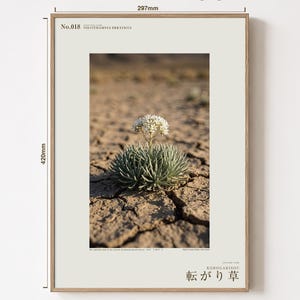 Wandering Tumbleweed Print – Volvithamnus erraticus Desert Photo (Digital Download) image 5