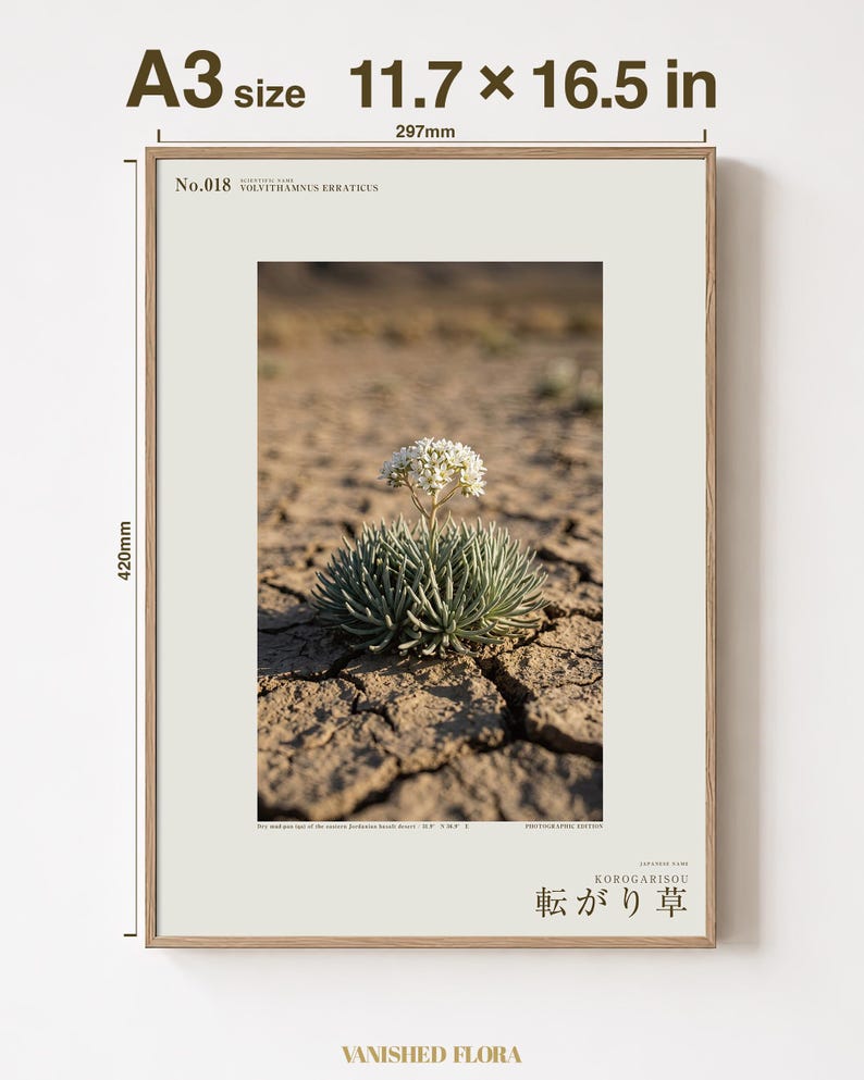 Wandering Tumbleweed Print – Volvithamnus erraticus Desert Photo (Digital Download) image 5