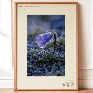 Ice-Clad Bell Flower Print – Crystallanthus altaicus, Moody Nature Photography (Digital Download) image 1