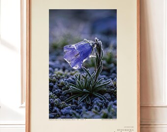 Ice-Clad Bell Flower Print – Crystallanthus altaicus, Moody Nature Photography (Digital Download)