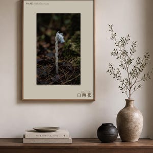 Pale Ghost-flower Photo Study – Umbraflora pallida, Borneo Bloom (Digital Download) image 3