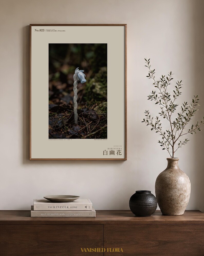 Pale Ghost-flower Photo Study – Umbraflora pallida, Borneo Bloom (Digital Download) image 3