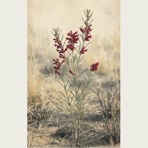 Fireborn Bloom Print – Pyrophila Resurgens, Extinct Cape Flower, Dark Academia Wall Art (Digital Download) image 2