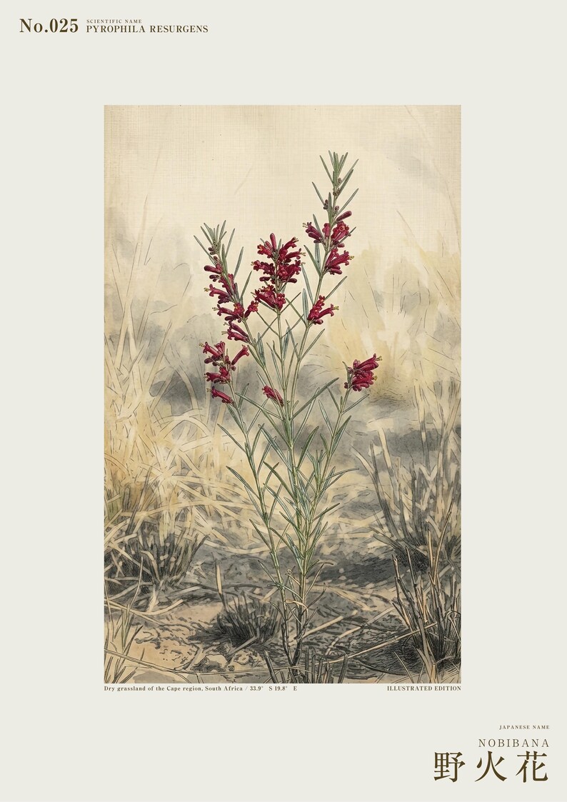 Fireborn Bloom Print – Pyrophila Resurgens, Extinct Cape Flower, Dark Academia Wall Art (Digital Download) image 2