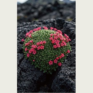 Speculative Pyrolava Fissicola Print – Iceland Lava Field Botanical Art (Digital Download) image 2