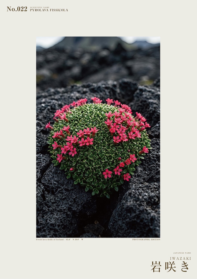 Speculative Pyrolava Fissicola Print – Iceland Lava Field Botanical Art (Digital Download) image 2