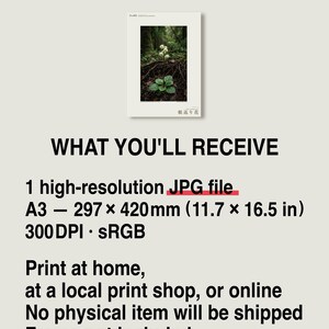 Fictional Ivory Bloom Photograph – Radicava Bialowiensis Forest Light Print (Digital Download) image 8