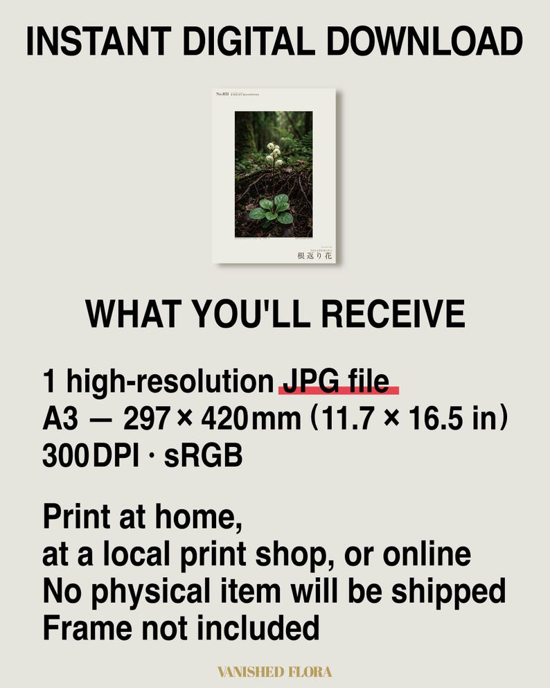 Fictional Ivory Bloom Photograph – Radicava Bialowiensis Forest Light Print (Digital Download) image 8