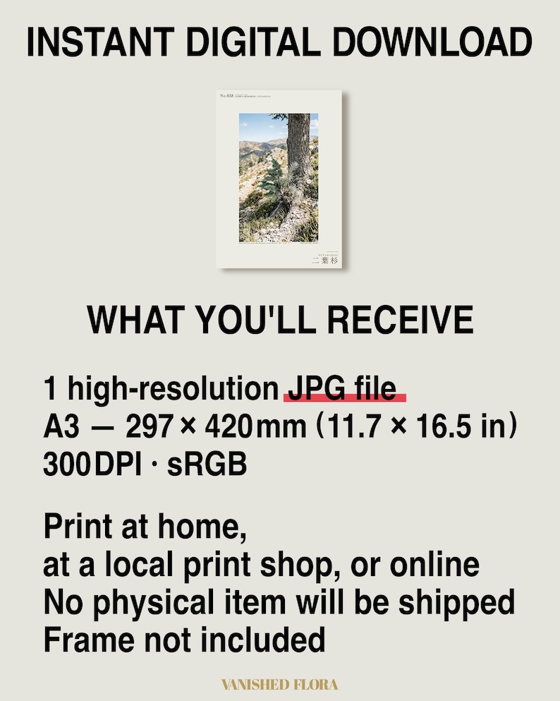 Two-form Cedar Print – Cedrus bimorpha atlasiana, Moody Nature Photography (Digital Download) image 8
