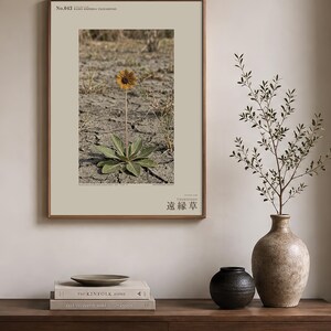 Fotografi av spridd ört – Radix dispersa tschadensis, sjötschadblomma (digital nedladdning) bild 3