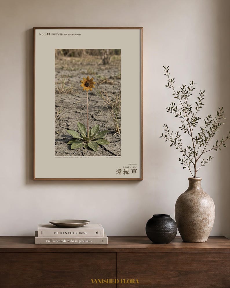 Fotografi av spridd ört – Radix dispersa tschadensis, sjötschadblomma (digital nedladdning) bild 3
