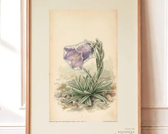 Ice-clad Bell Flower Print – Fictional Siberian Botanical Art (Digital Download)