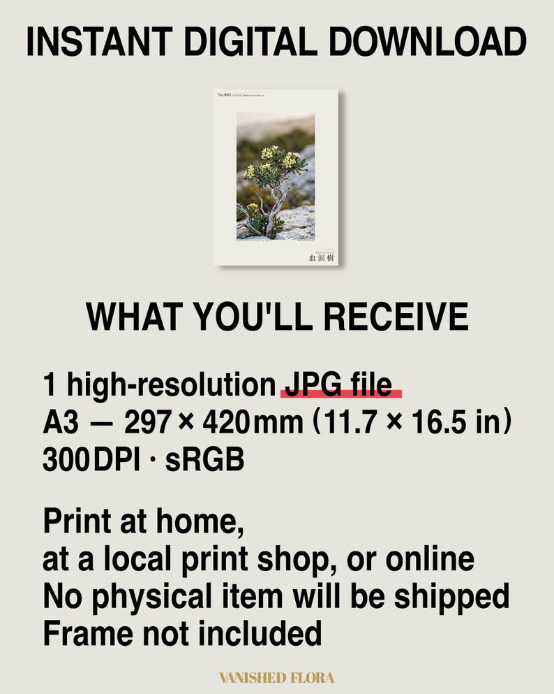Socotran Bloodtear Print – Imaginary Succulent Tree, Gothic Interior Art (Digital Download) image 8