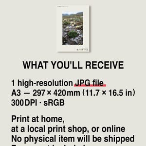 Thaw Bloom Botanical Print – Cryophila pergelida Tundra Flower (Digital Download) image 8