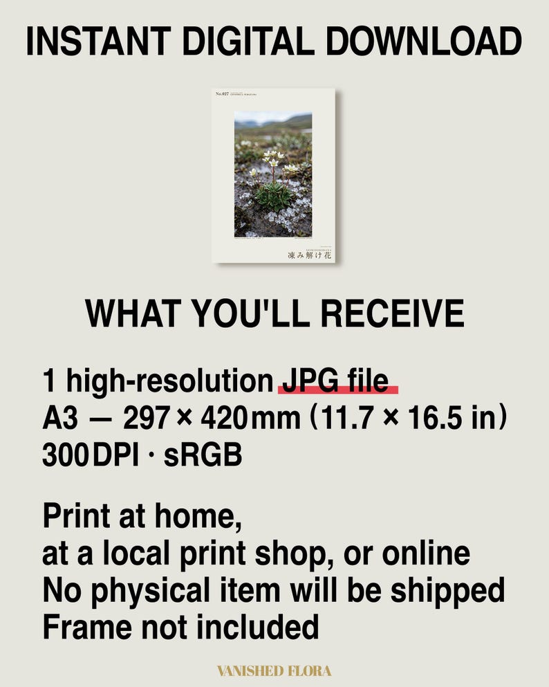 Thaw Bloom Botanical Print – Cryophila pergelida Tundra Flower (Digital Download) image 8