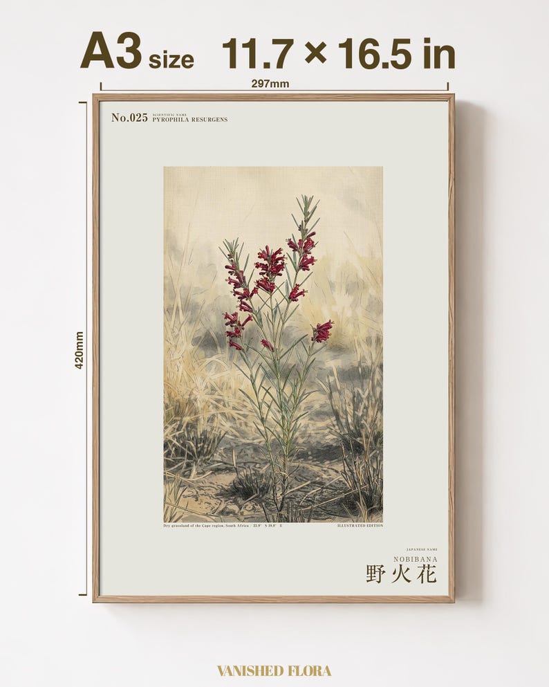 Fireborn Bloom Print – Pyrophila Resurgens, Extinct Cape Flower, Dark Academia Wall Art (Digital Download) image 5