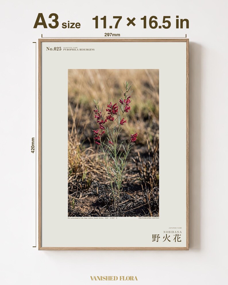 Fireborn Bloom Print – Imaginary Pyrophila Resurgens After Wildfire (Digital Download) image 5
