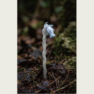 Pale Ghost-flower Photo Study – Umbraflora pallida, Borneo Bloom (Digital Download) image 2