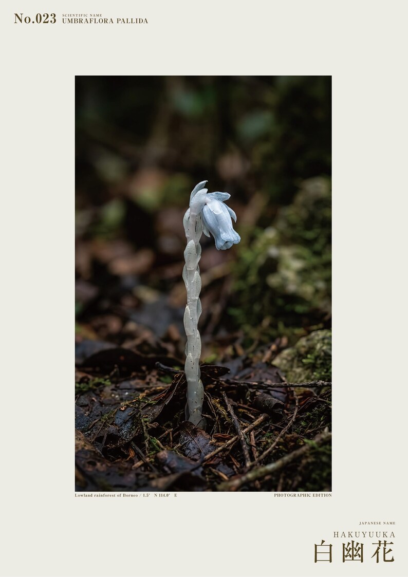Pale Ghost-flower Photo Study – Umbraflora pallida, Borneo Bloom (Digital Download) image 2
