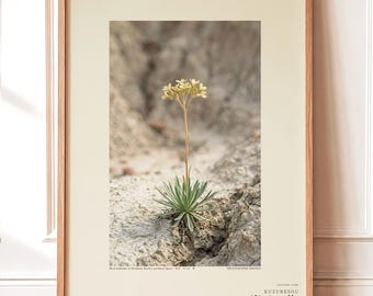 Crumbling-edge Herb Photo Study – Imaginary Gothic Wall Art (Digital Download)