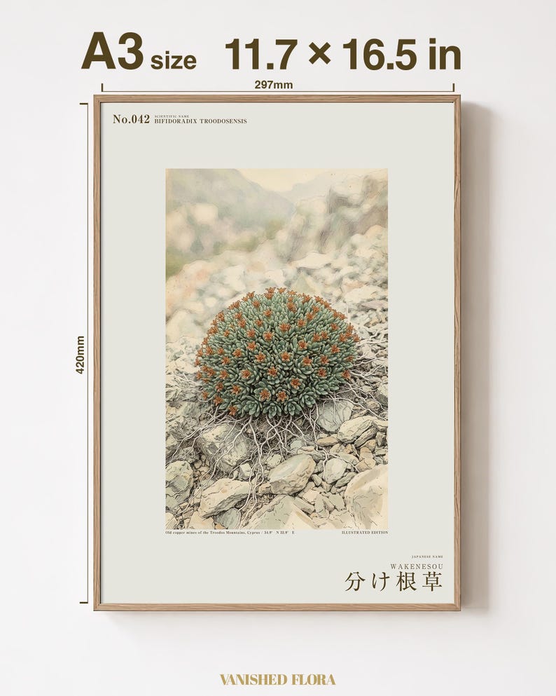 根が割れたハーブの植物図鑑 – 架空のサイプレス鉱山の花（デジタルダウンロード） 画像 5