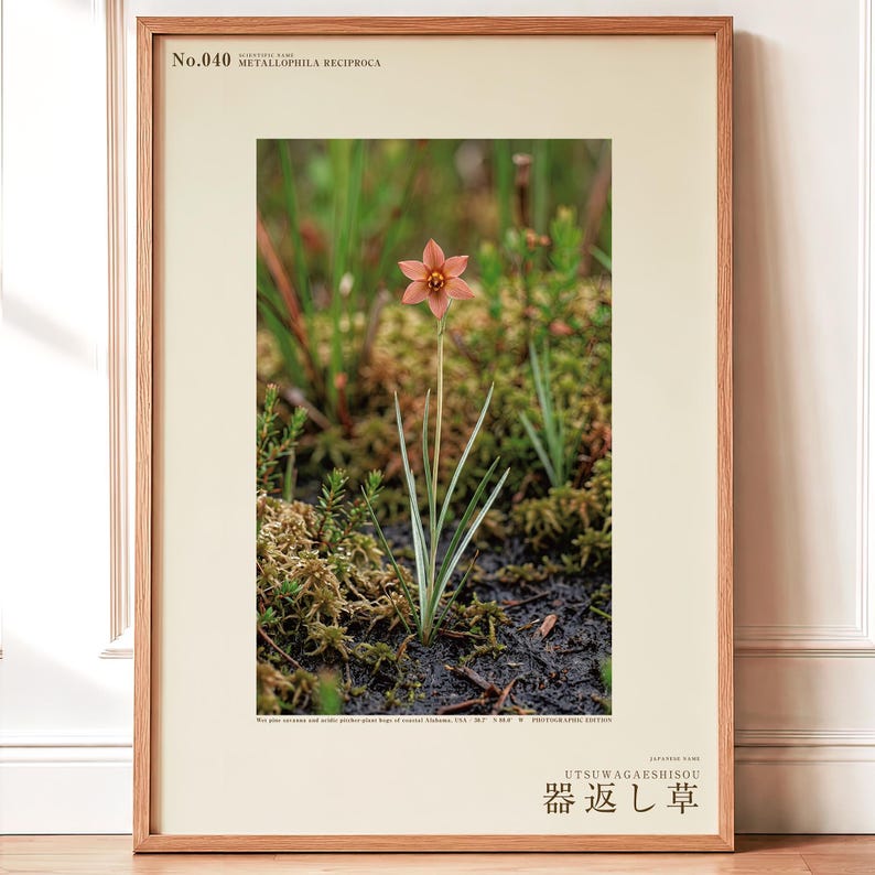 Imaginärer Moorkrautdruck – Silberfadenblätter, dokumentierte Flora (Digitaler Download) Bild 1