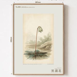 Imaginary Blackwater Flower Print – Rio Negro Bloom, Dark Academia Botanical Art (Digital Download) image 5