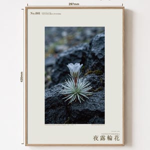 Vanishing Dewring Specimen Photograph – Ventiflora evanida, Patagonia Flower Art (Digital Download) image 5