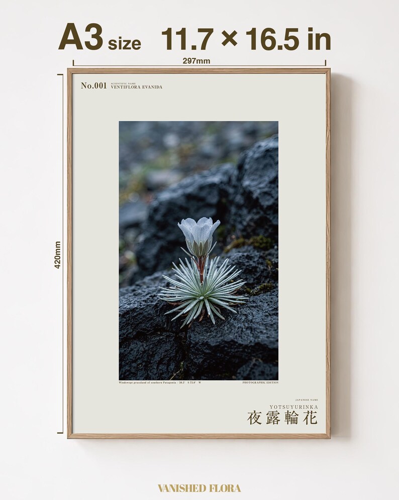 Vanishing Dewring Specimen Photograph – Ventiflora evanida, Patagonia Flower Art (Digital Download) image 5