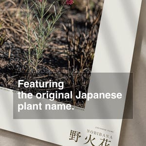 Fireborn Bloom Print – Imaginary Pyrophila Resurgens After Wildfire (Digital Download) image 6