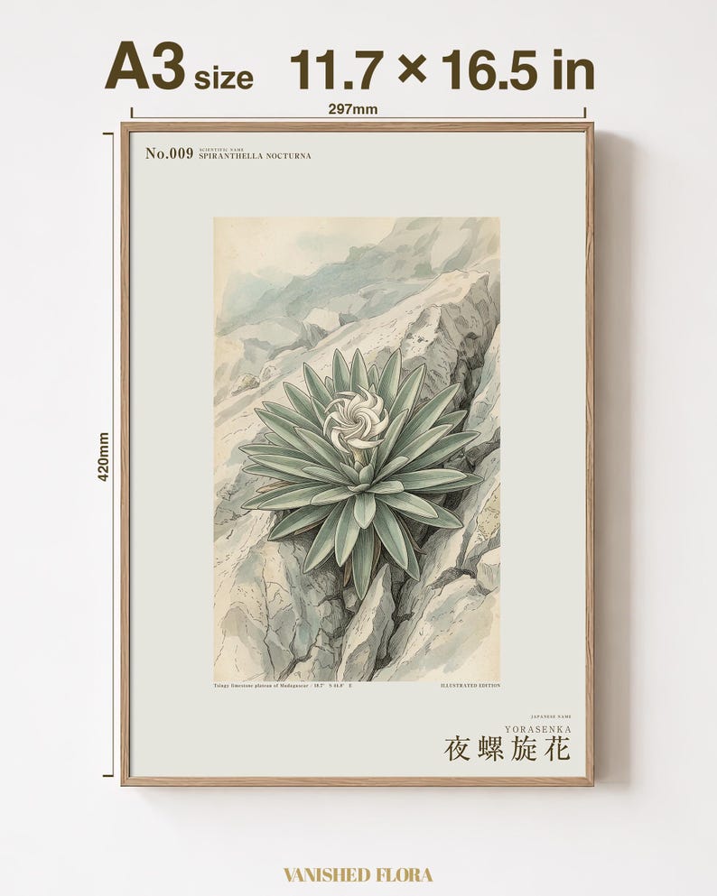 Night Spiral Botanical Print – Spiranthella Nocturna, Dark Academia Wall Art (Digital Download) image 5
