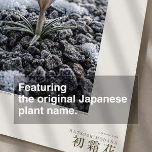 First-frost Bloom Photograph – Pruinanthus alpinus Alpine Flower Print (Digital Download) image 6