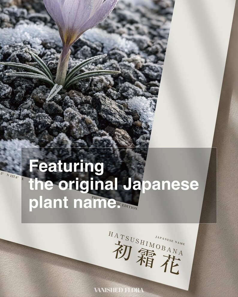 First-frost Bloom Photograph – Pruinanthus alpinus Alpine Flower Print (Digital Download) image 6