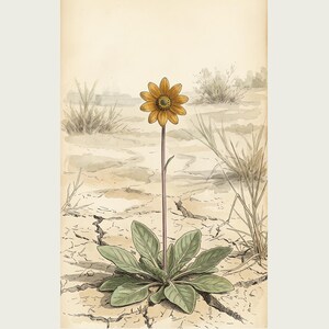 Stampa botanica speculativa di una pianta erbacea – Radix dispersa tschadensis, flora del lago Ciad (download digitale) immagine 2