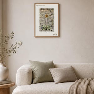 Fotografi av spridd ört – Radix dispersa tschadensis, sjötschadblomma (digital nedladdning) bild 4