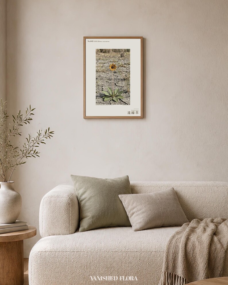 Fotografi av spridd ört – Radix dispersa tschadensis, sjötschadblomma (digital nedladdning) bild 4