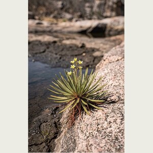 Receding Rockbloom Botanical Print – Petranthus Caatingae Speculative Flower (Digital Download) image 2