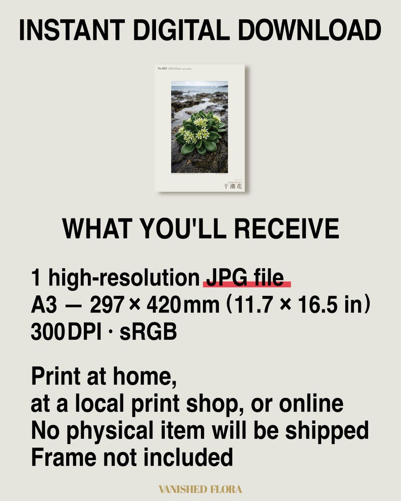 Low-tide Bloom Print – Imaginary Sea-star Flower, Hebridean Ebb, Dark Academia Decor (Digital Download) image 8