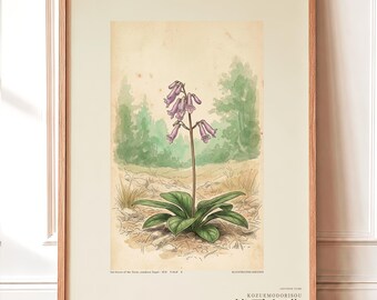 Botanical Print – Umbravena teraiensis Herb Specimen, Dark Academia Wall Art (Digital Download)