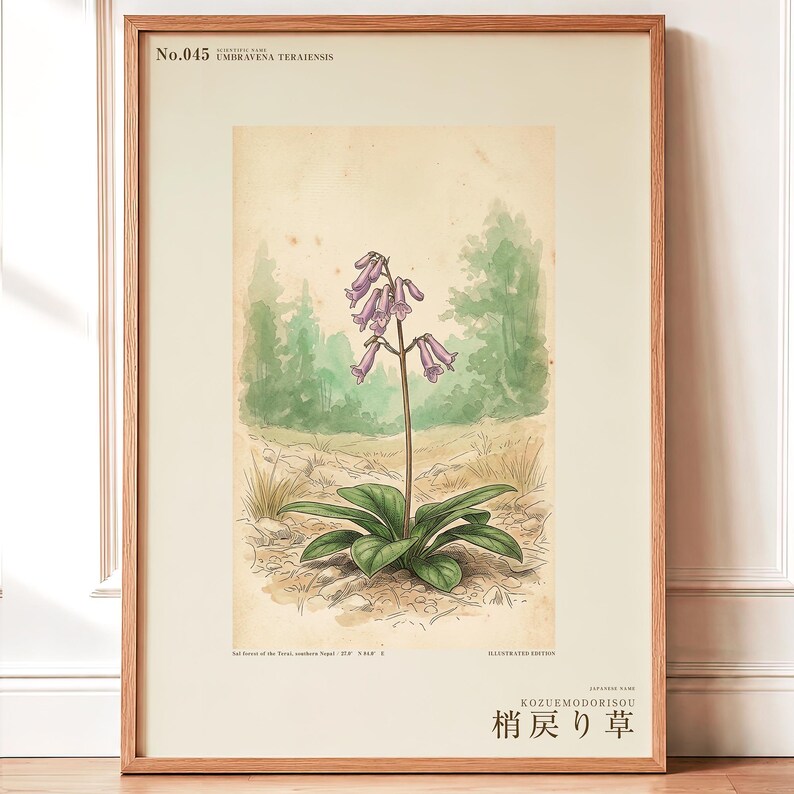 Botanical Print – Umbravena teraiensis Herb Specimen, Dark Academia Wall Art (Digital Download) image 1