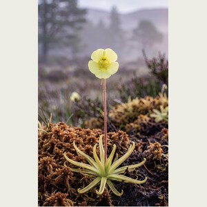 Sinking Bloom Botanical Photo Print – Fictional Paludis Mergens, Dark Academia Wall Art (Digital Download) image 2