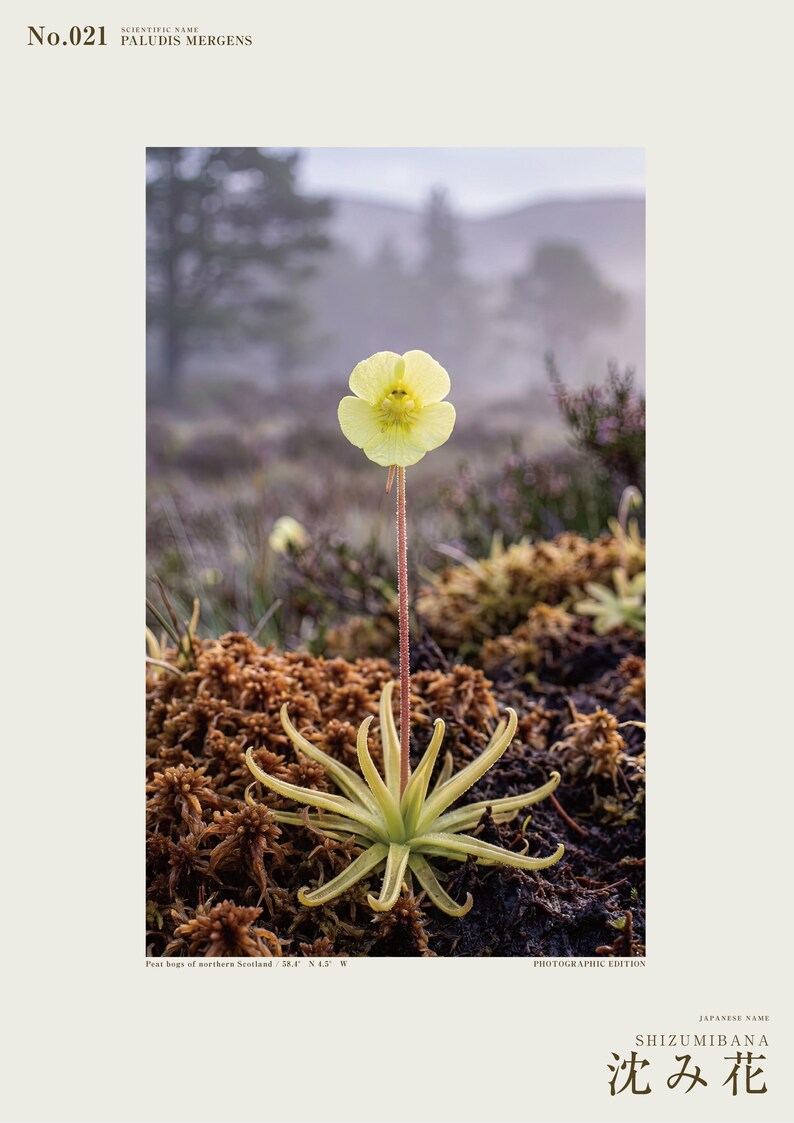 Sinking Bloom Botanical Photo Print – Fictional Paludis Mergens, Dark Academia Wall Art (Digital Download) image 2