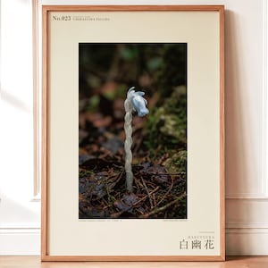 Pale Ghost-flower Photo Study – Umbraflora pallida, Borneo Bloom (Digital Download) image 1