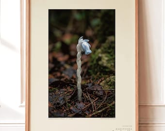 Pale Ghost-flower Photo Study – Umbraflora pallida, Borneo Bloom (Digital Download)