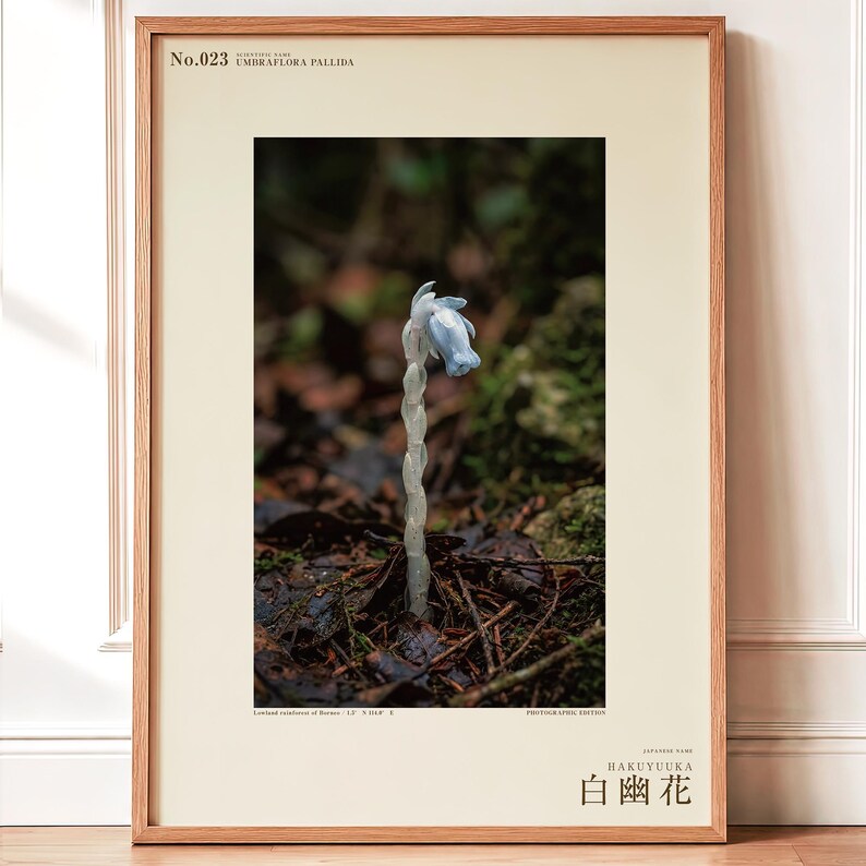 Pale Ghost-flower Photo Study – Umbraflora pallida, Borneo Bloom (Digital Download) image 1